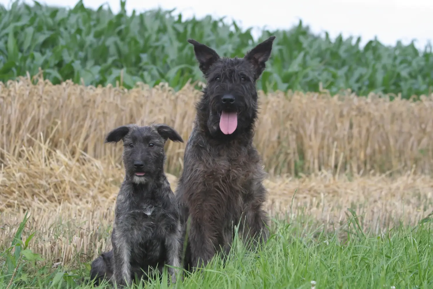 Egy Bouvier des Ardennes kiskutya megvásárlása felelősségvállalást jelent! Vásároljon Bouvier des Ardennes kiskutyákat.