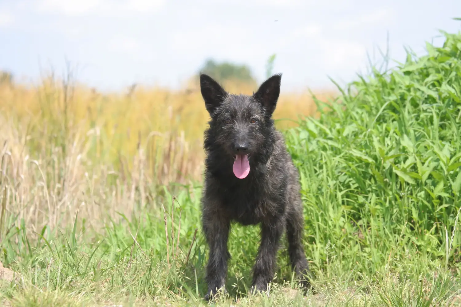 Egy Bouvier des Ardennes kiskutya megvásárlása felelősségvállalást jelent! Vásároljon Bouvier des Ardennes kiskutyákat.