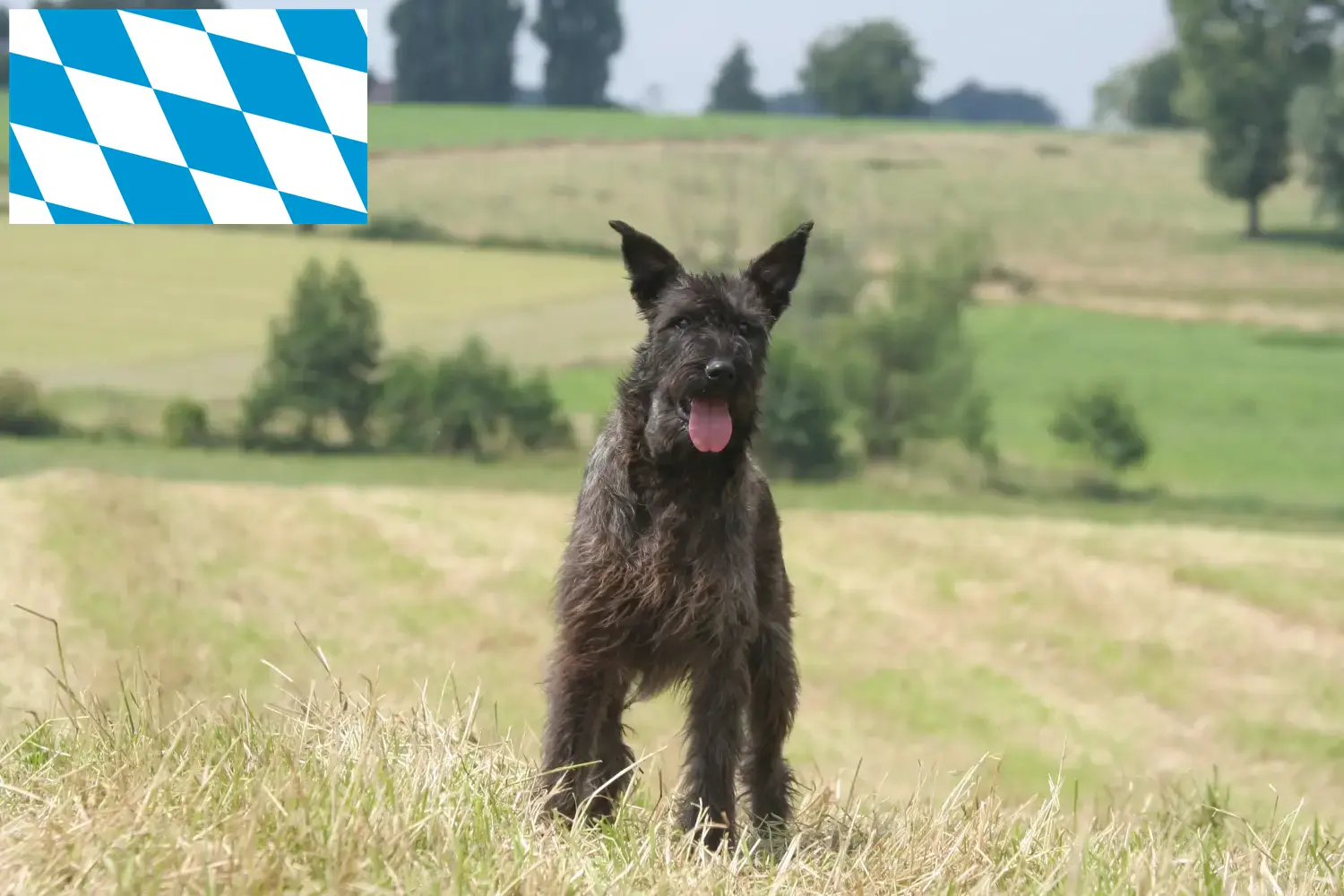 Bouvier des Ardennes kiskutyák és tenyésztők Bajorország Itt talál Bouvier des Ardennes tenyésztőket Bajorországban.