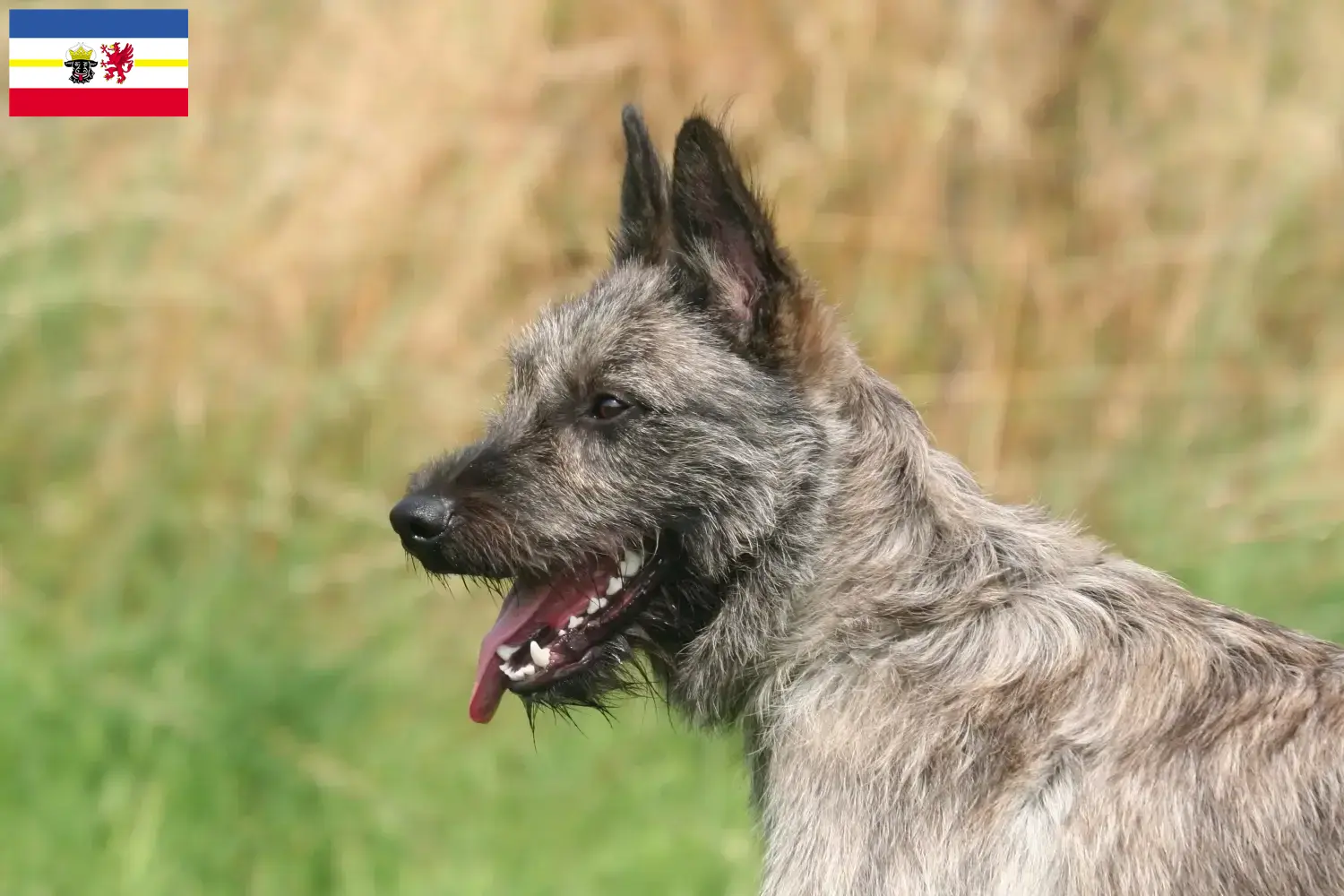 Bouvier des Ardennes kiskutyák és tenyésztők Mecklenburg-Elő-Pomeránia Itt talál Bouvier des Ardennes tenyésztőket Mecklenburg-Elő-Pomeránia területén.