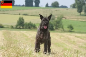 Read more about the article Bouvier des Ardennes tenyésztők és kiskutyák Rajna-vidék-Pfalzban