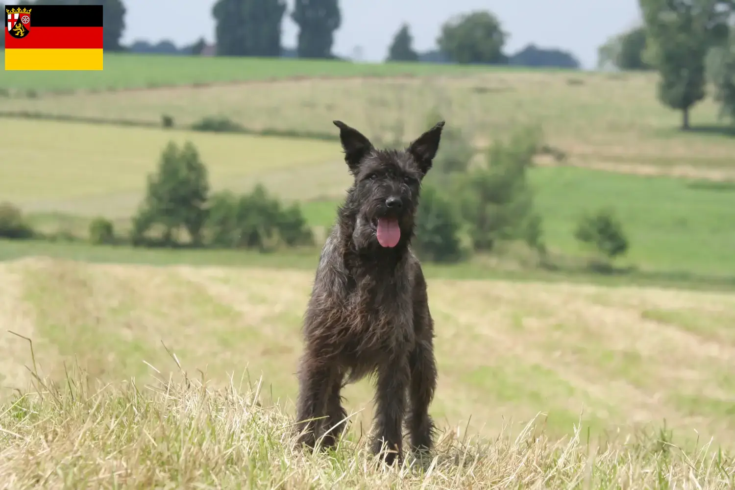 Read more about the article Bouvier des Ardennes tenyésztők és kiskutyák Rajna-vidék-Pfalzban