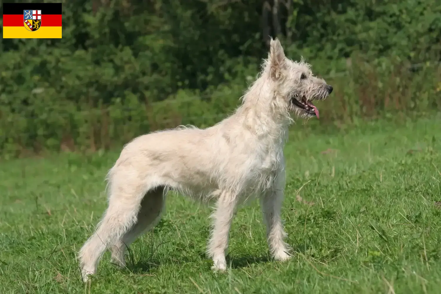 Read more about the article Bouvier des Ardennes tenyésztők és kiskutyák Saar-vidéken
