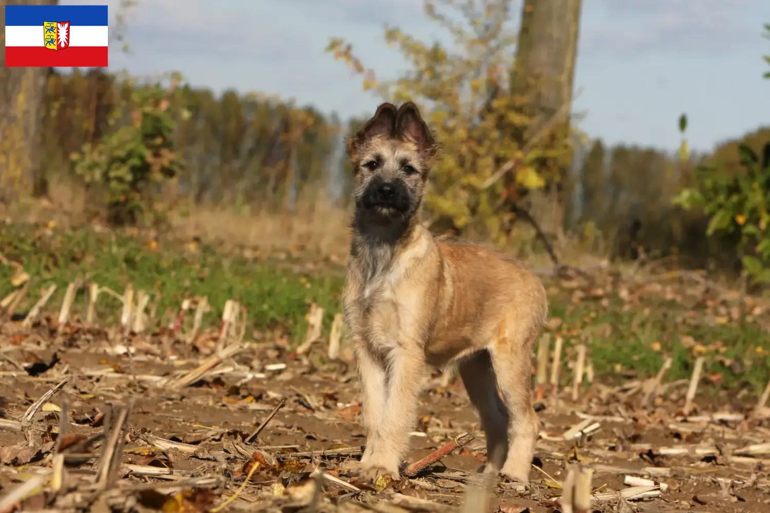 Read more about the article Bouvier des Ardennes tenyésztők és kiskutyák Schleswig-Holstein tartományban