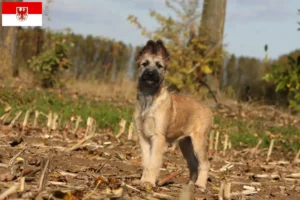 Read more about the article Bouvier des Ardennes tenyésztők és kiskutyák Brandenburgban