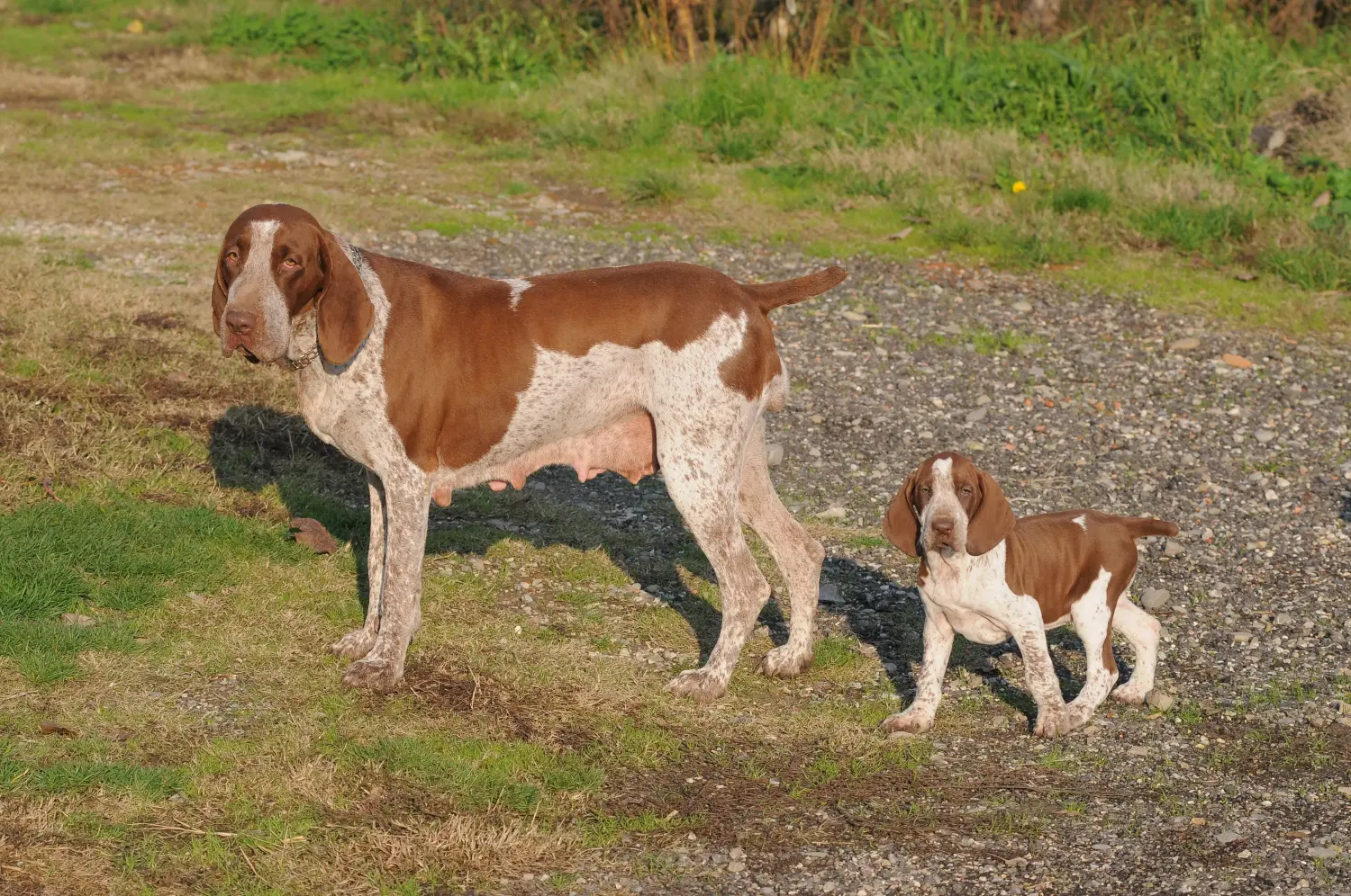 Bracco Italiano kiskutya vásárlása felelősségvállalást jelent! Bracco Italiano kölyökkutyák vásárlása.