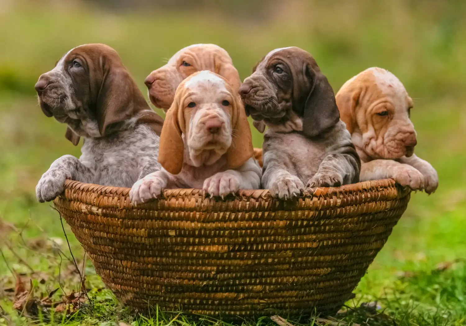 Bracco Italiano kiskutya vásárlása felelősségvállalást jelent! Bracco Italiano kölyökkutyák vásárlása.