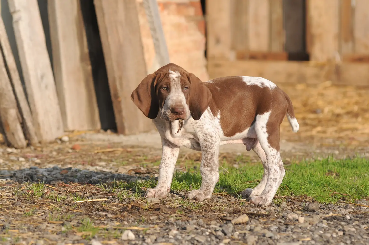 Bracco Italiano kiskutya vásárlása felelősségvállalást jelent! Bracco Italiano kölyökkutyák vásárlása.