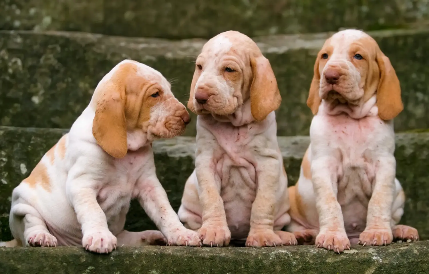 Bracco Italiano kiskutya vásárlása felelősségvállalást jelent! Bracco Italiano kölyökkutyák vásárlása.