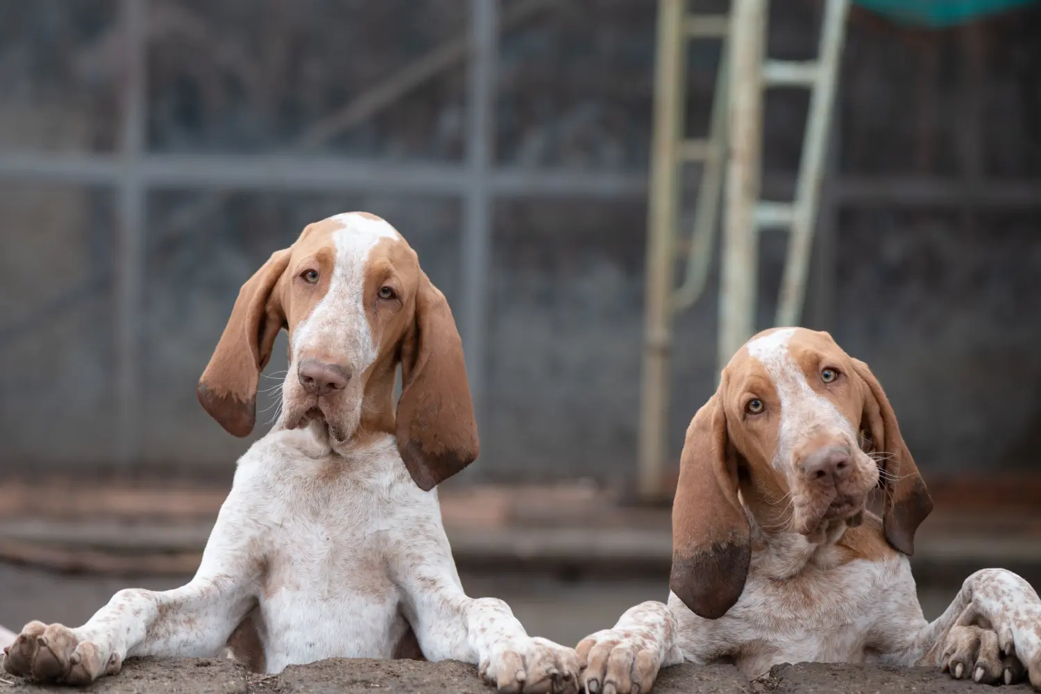 Bracco Italiano kiskutya vásárlása felelősségvállalást jelent! Bracco Italiano kölyökkutyák vásárlása.