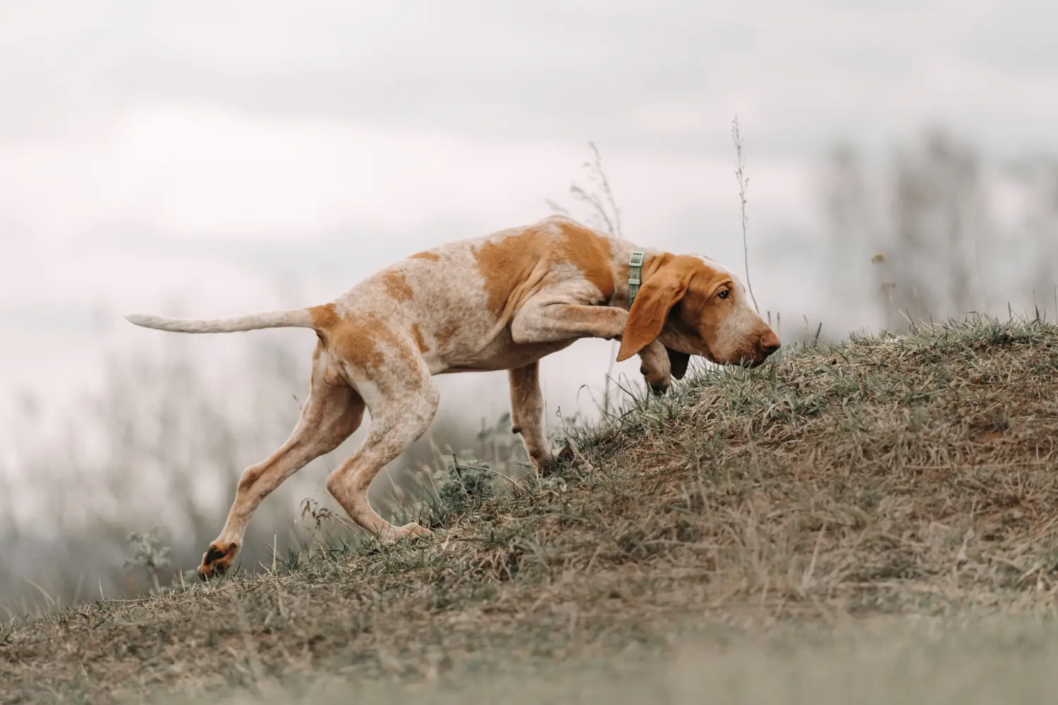 Bracco Italiano kiskutya vásárlása felelősségvállalást jelent! Bracco Italiano kölyökkutyák vásárlása.