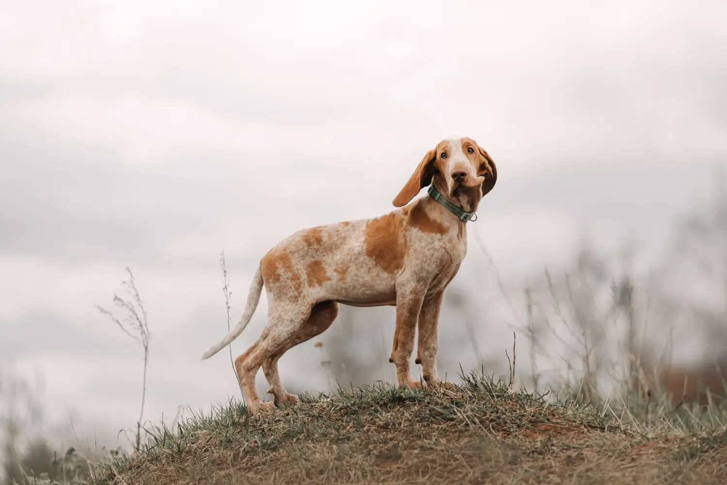 Bracco Italiano kiskutya vásárlása felelősségvállalást jelent! Bracco Italiano kölyökkutyák vásárlása.