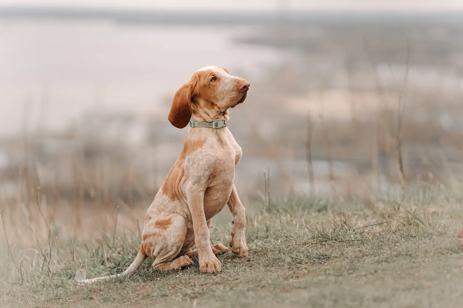 Bracco Italiano kiskutya vásárlása felelősségvállalást jelent! Bracco Italiano kölyökkutyák vásárlása.