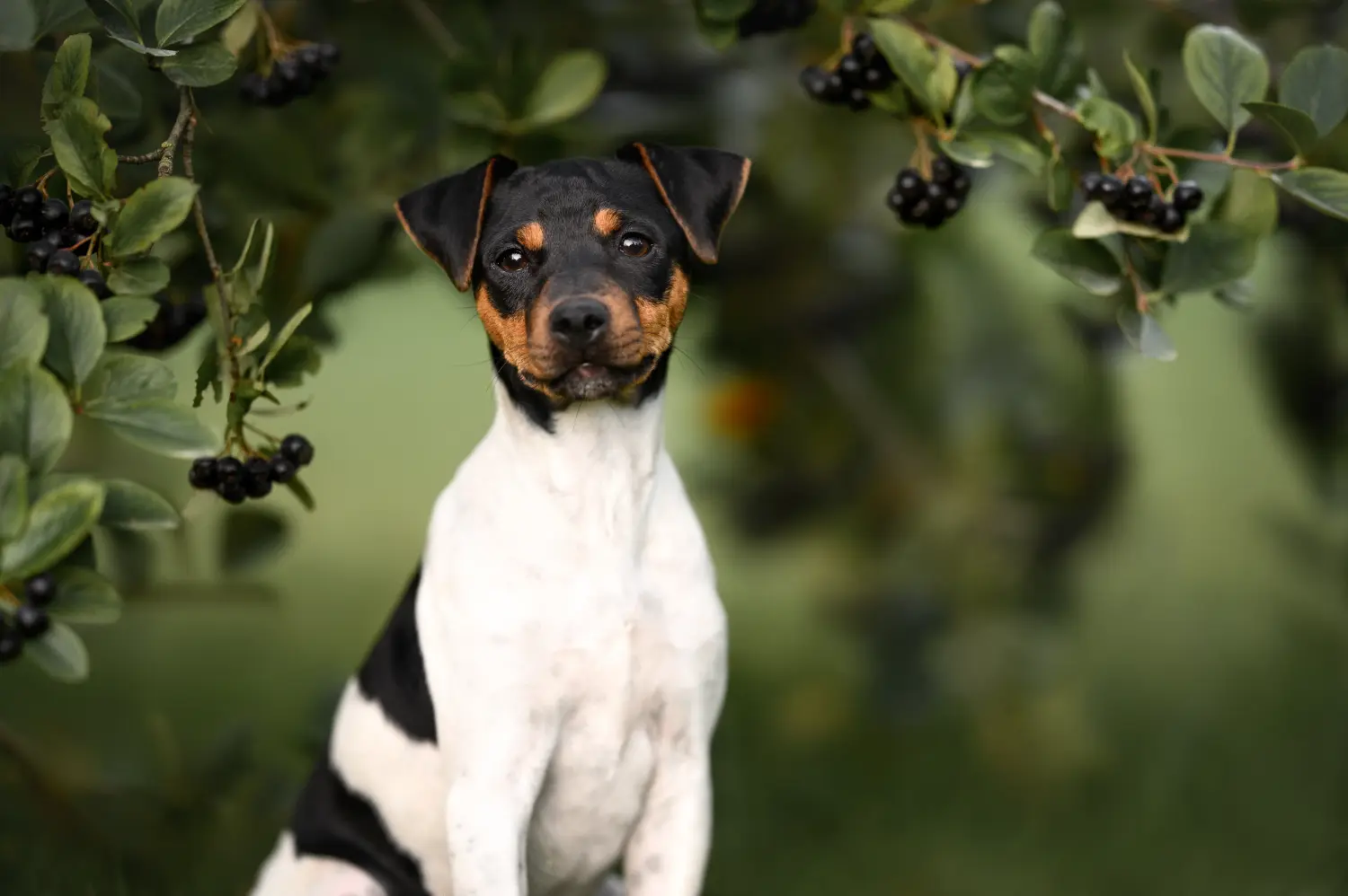 Brazil terrier kölyökkutya vásárlása felelősségvállalást jelent! Brazil terrier kiskutyák vásárlása.