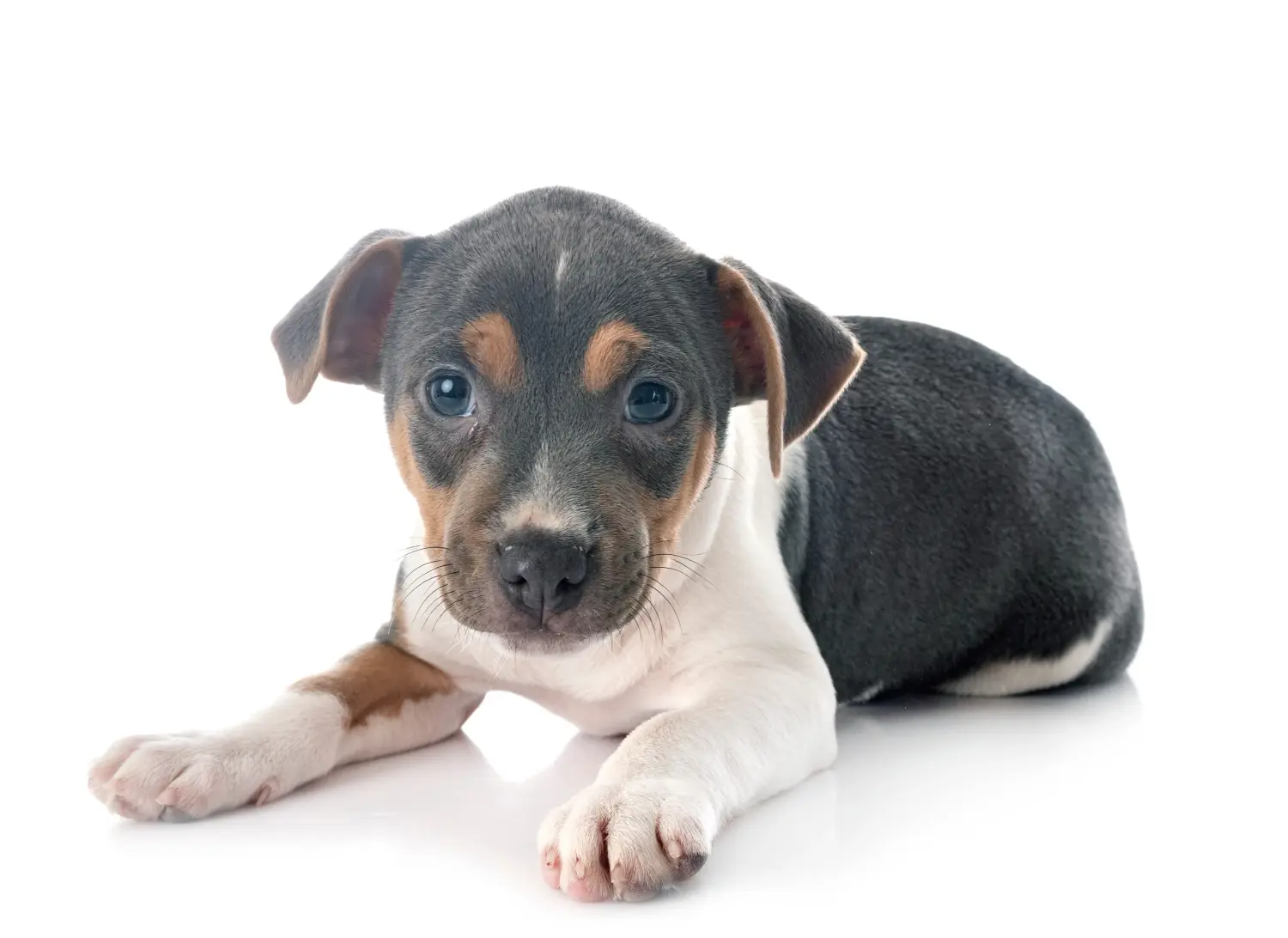 Brazil terrier kölyökkutya vásárlása felelősségvállalást jelent! Brazil terrier kiskutyák vásárlása.