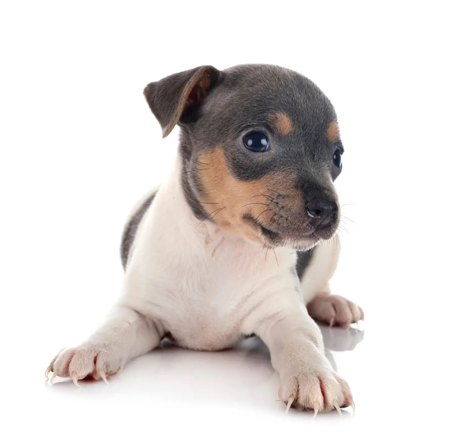 Brazil terrier kölyökkutya vásárlása felelősségvállalást jelent! Brazil terrier kiskutyák vásárlása.