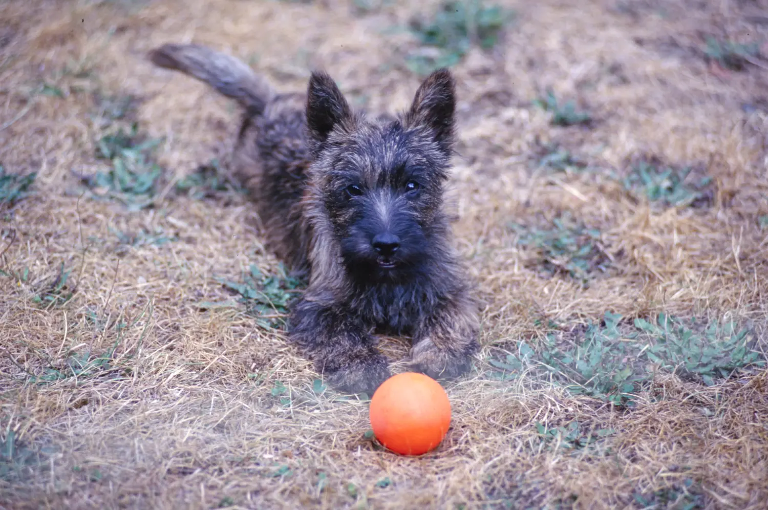 Cairn terrier kölyökkutya vásárlása felelősségvállalást jelent! Cairn terrier kiskutyák vásárlása.