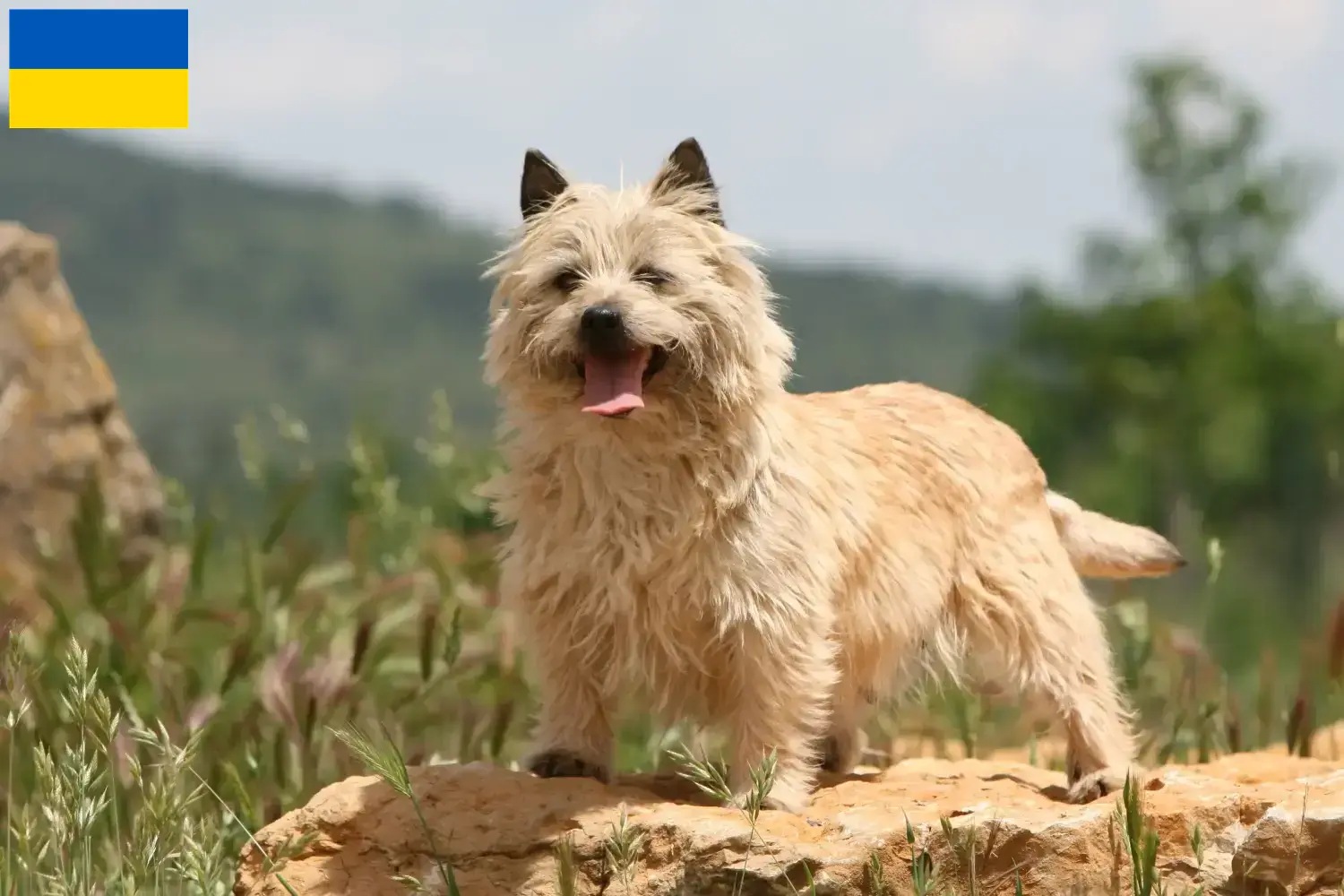 Cairn terrier kölykök és tenyésztők Ukrajna Itt megtalálja a Cairn terrier tenyésztőket Ukrajnában.