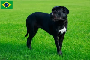 Read more about the article Cane Corso Italiano tenyésztők és kölykök Brazíliában