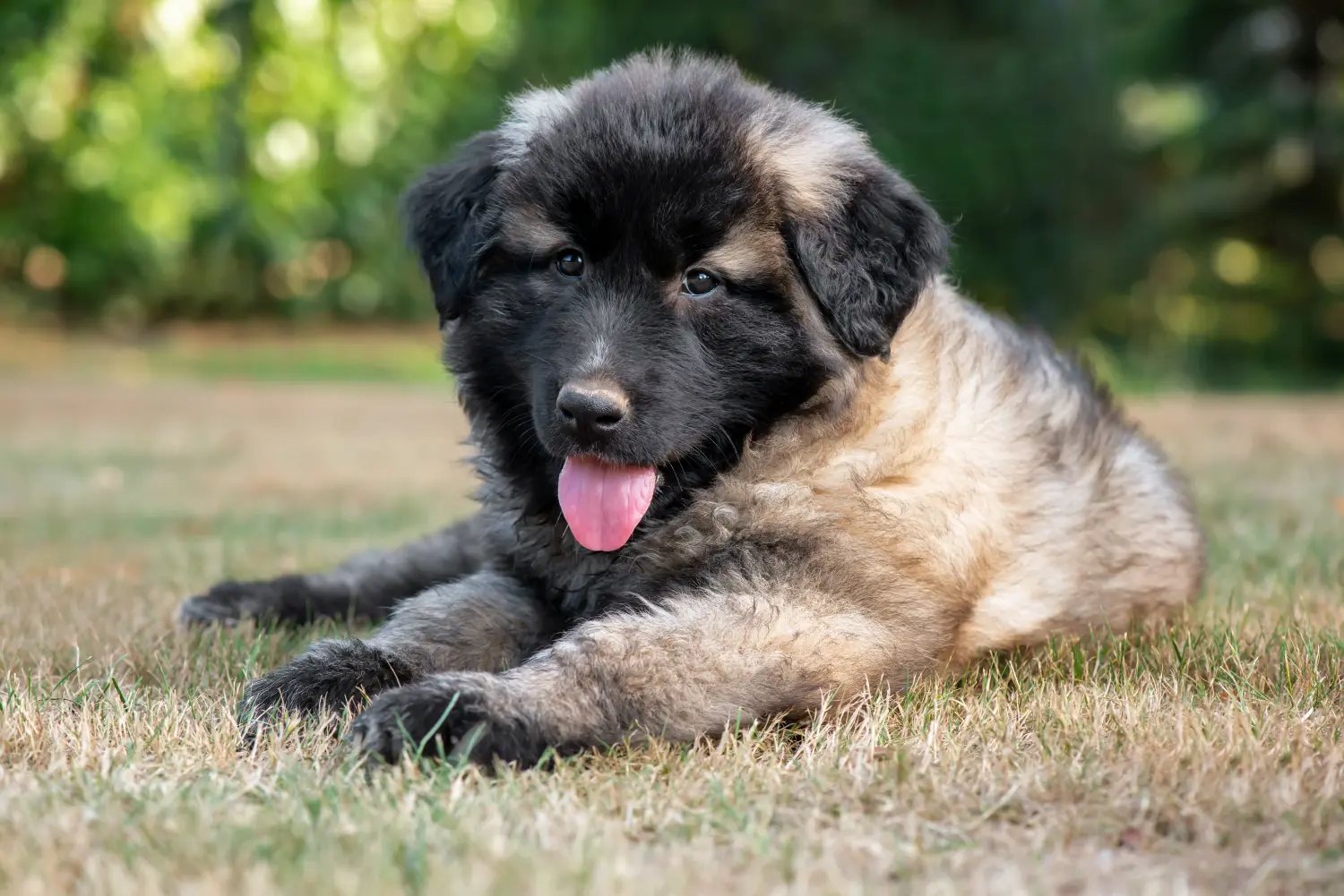 Cão da Serra de Aires kölyökkutya vásárlása felelősségvállalást jelent! Vásároljon Cão da Serra de Aires kölyökkutyákat.