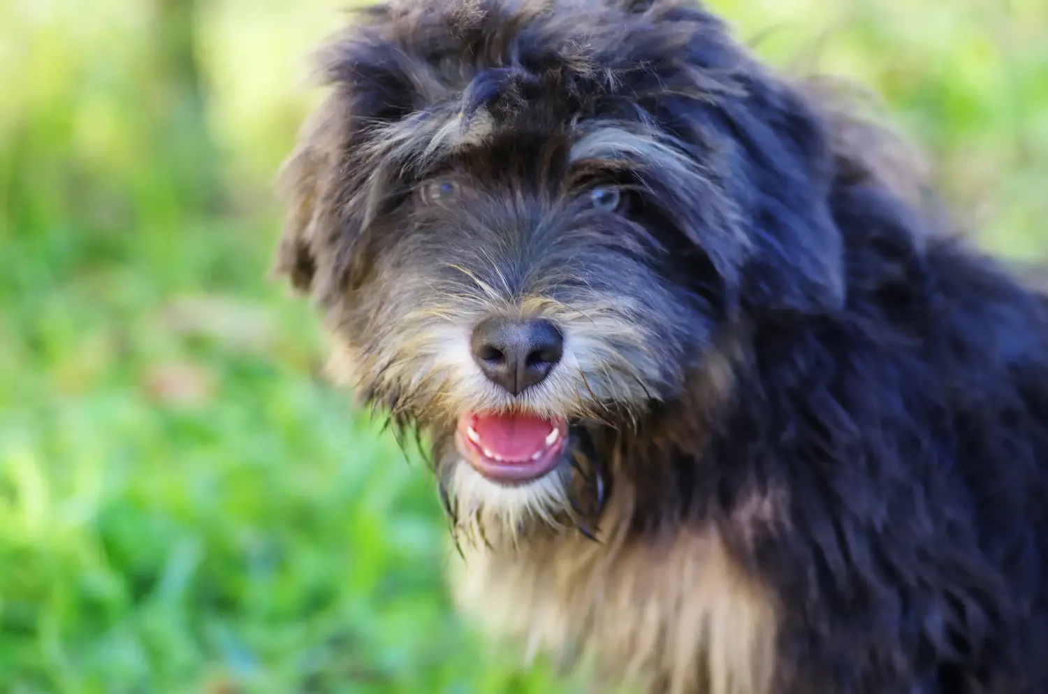 Cão da Serra de Aires kölyökkutya vásárlása felelősségvállalást jelent! Vásároljon Cão da Serra de Aires kölyökkutyákat.