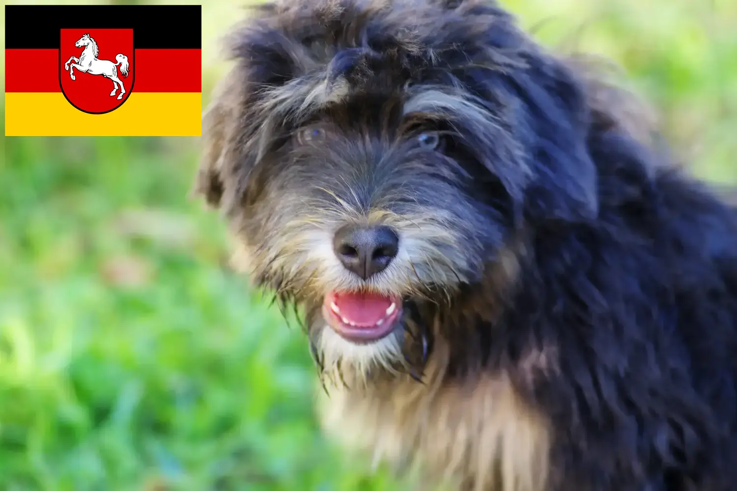 Read more about the article Cão da Serra de Aires tenyésztők és kiskutyák Alsó-Szászországban