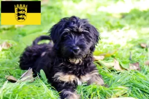 Read more about the article Cão da Serra de Aires tenyésztők és kiskutyák Baden-Württembergben