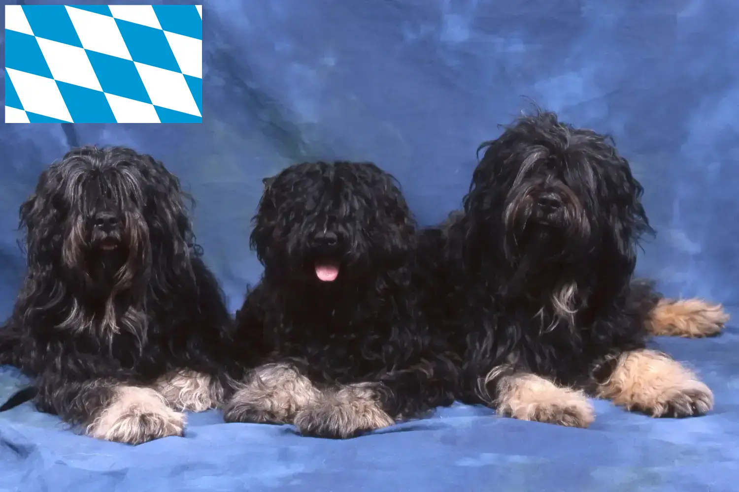 Read more about the article Cão da Serra de Aires tenyésztők és kiskutyák Bajorországban