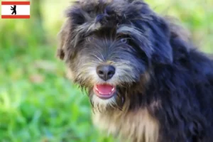 Read more about the article Cão da Serra de Aires tenyésztők és kiskutyák Berlinben