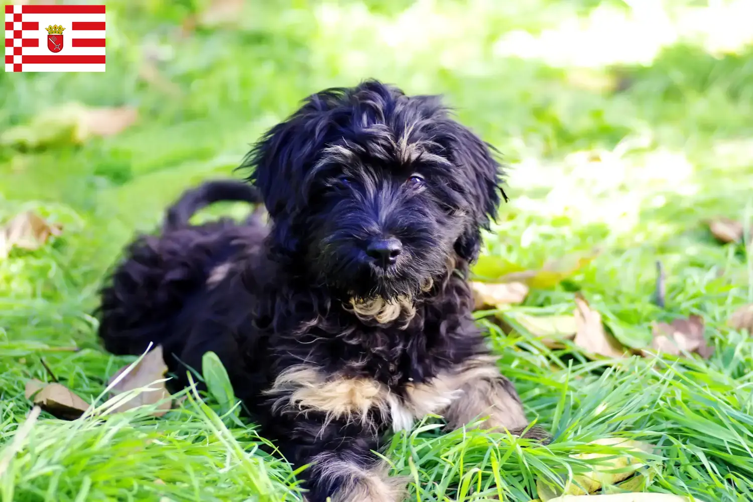 Cão da Serra de Aires kölyökkutyák és tenyésztők Bréma Itt megtalálja a brémai Cão da Serra de Aires tenyésztőket.