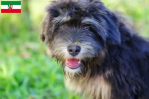 Read more about the article Cão da Serra de Aires tenyésztők és kölyökkutyák Észak-Rajna-Vesztfáliában