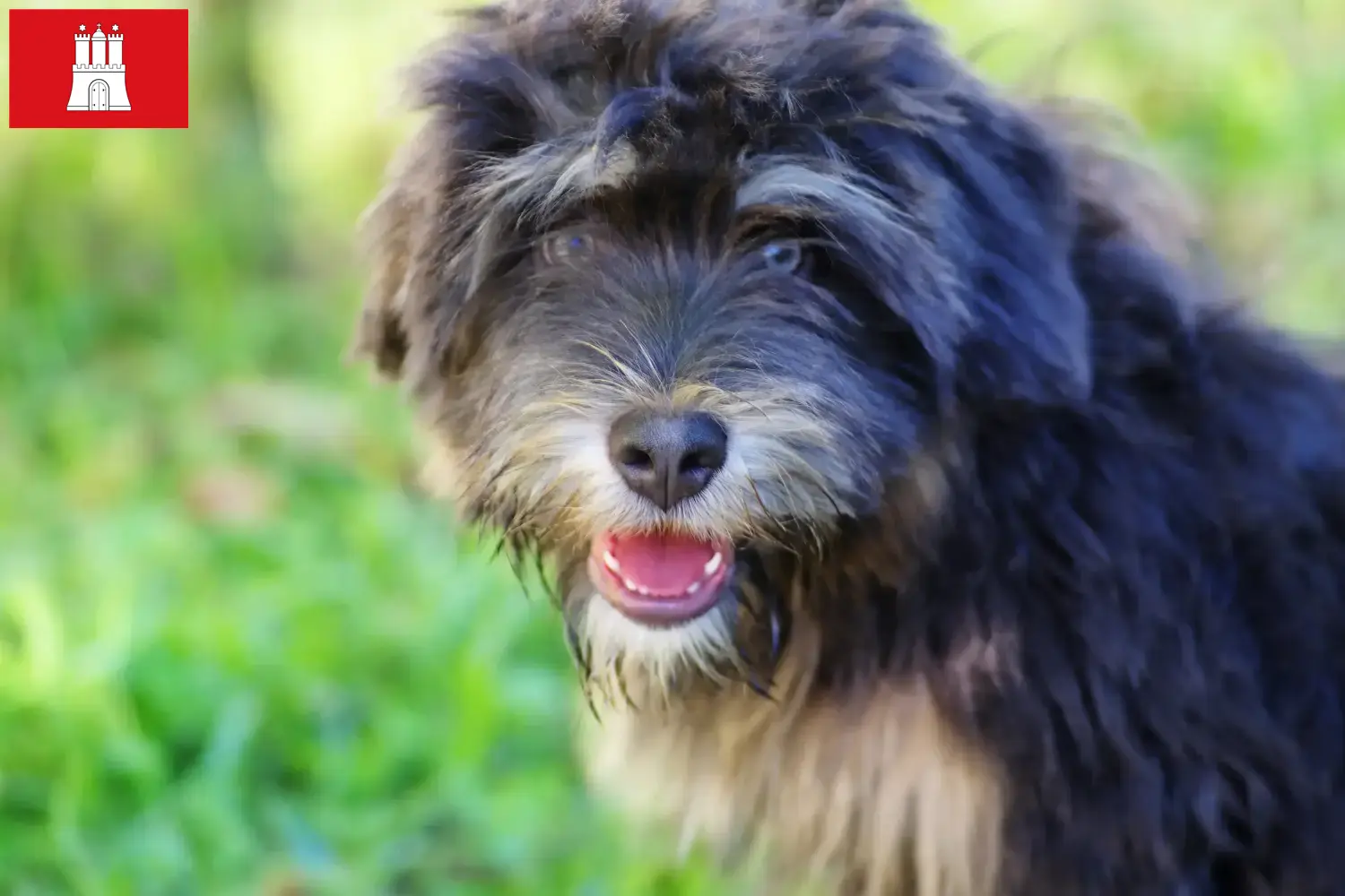 Cão da Serra de Aires kölyökkutyák és tenyésztők Hamburg Itt megtalálja a hamburgi Cão da Serra de Aires tenyésztőket.