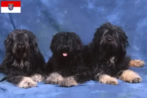 Read more about the article Cão da Serra de Aires tenyésztők és kiskutyák Hessenben