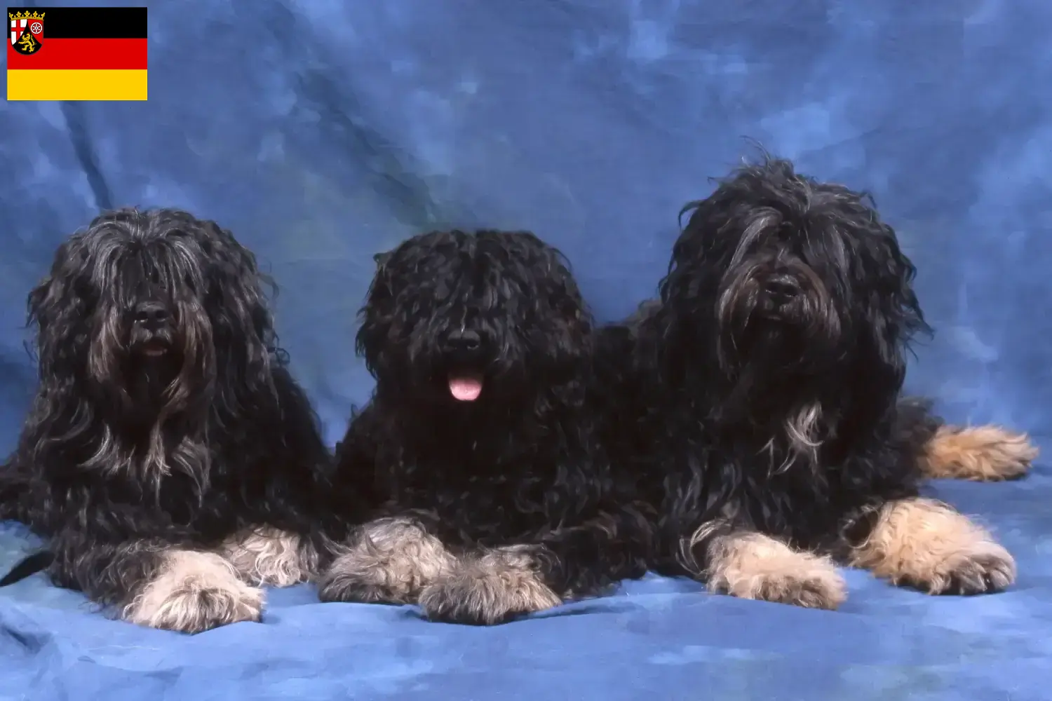 Cão da Serra de Aires kölyökkutyák és tenyésztők Rajna-vidék-Pfalz Itt megtalálja a Rajna-vidék-Pfalzban található Cão da Serra de Aires tenyésztőket.