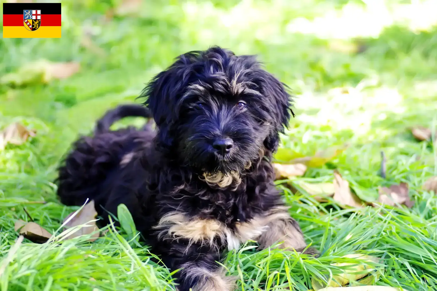 Read more about the article Cão da Serra de Aires tenyésztők és kölyökkutyák Saar-vidéken