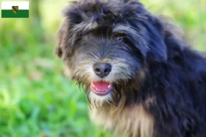 Read more about the article Cão da Serra de Aires tenyésztők és kiskutyák Szászországban