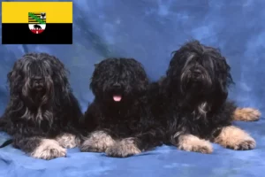 Read more about the article Cão da Serra de Aires tenyésztők és kiskutyák Szász-Anhaltban