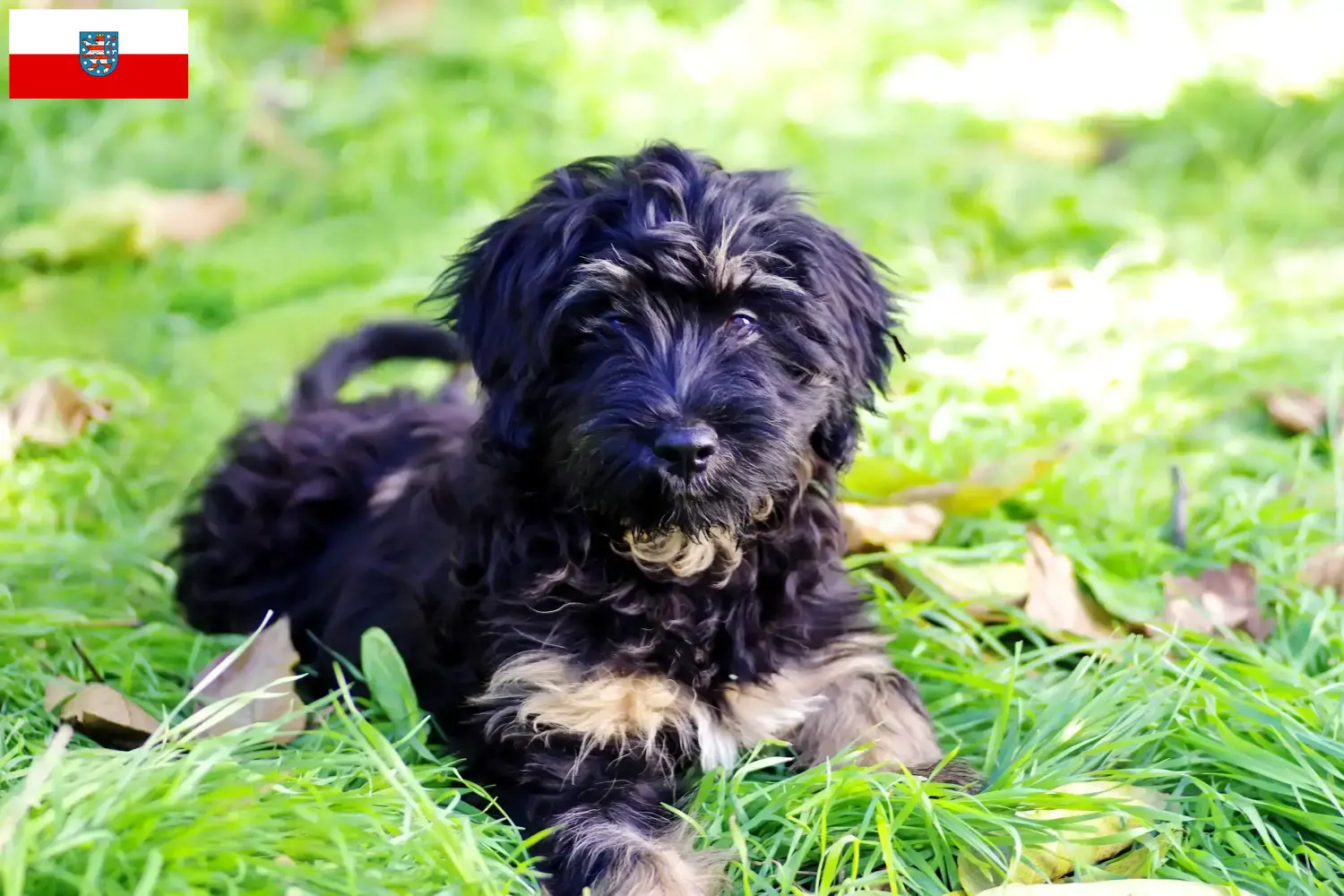 Read more about the article Cão da Serra de Aires tenyésztők és kölyökkutyák Türingiában
