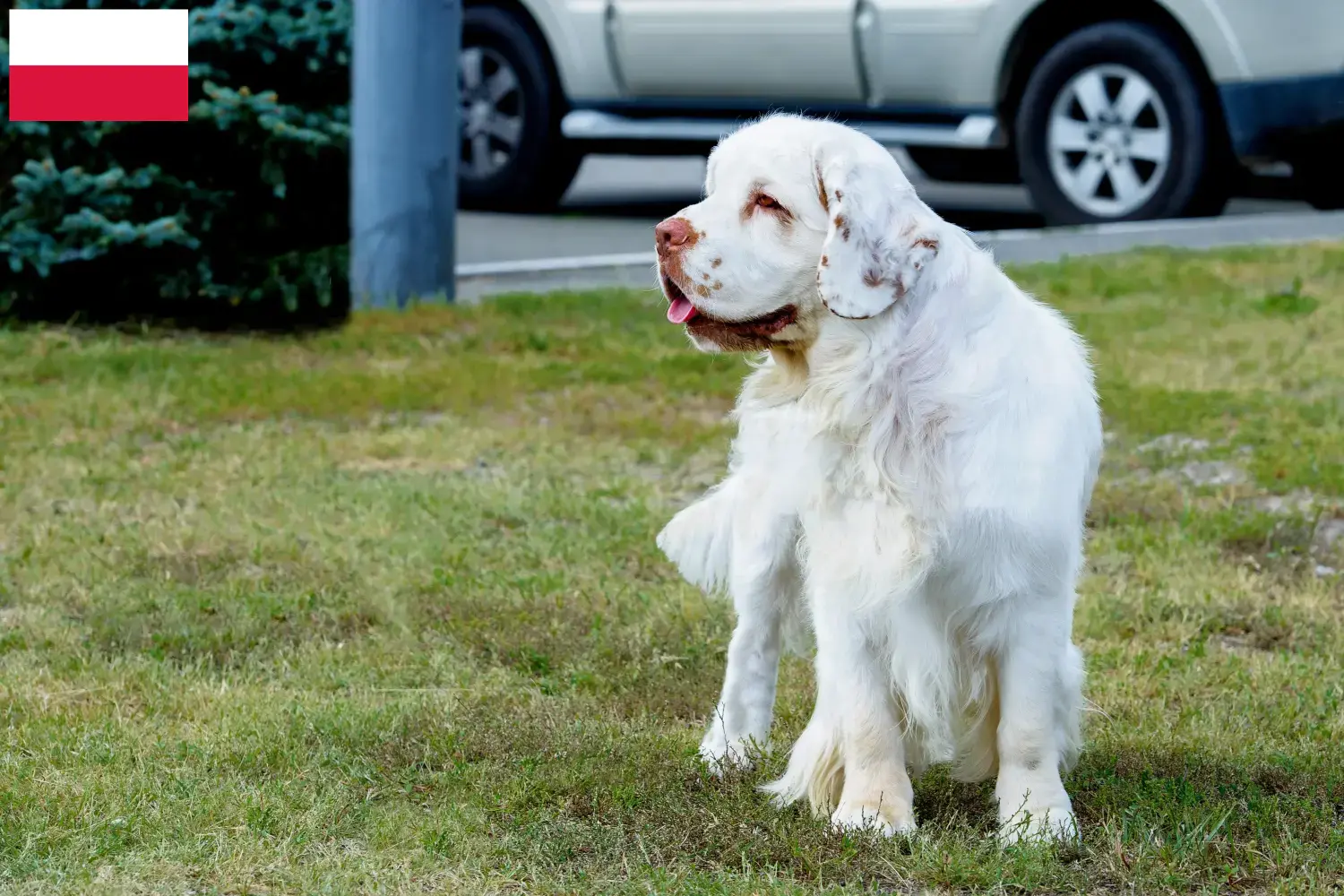 Clumber spániel kiskutyák és tenyésztők Lengyelország Találd meg a Clumber Spaniels tenyésztőket Lengyelországban.
