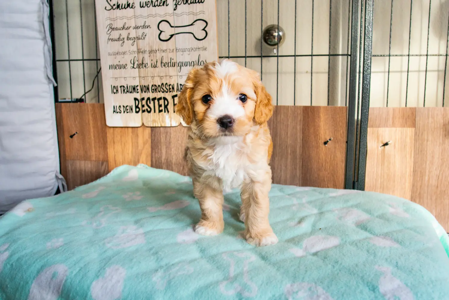 Cockapoo kölyökkutya vásárlása felelősségvállalást jelent! Cockapoo kiskutyák vásárlása.