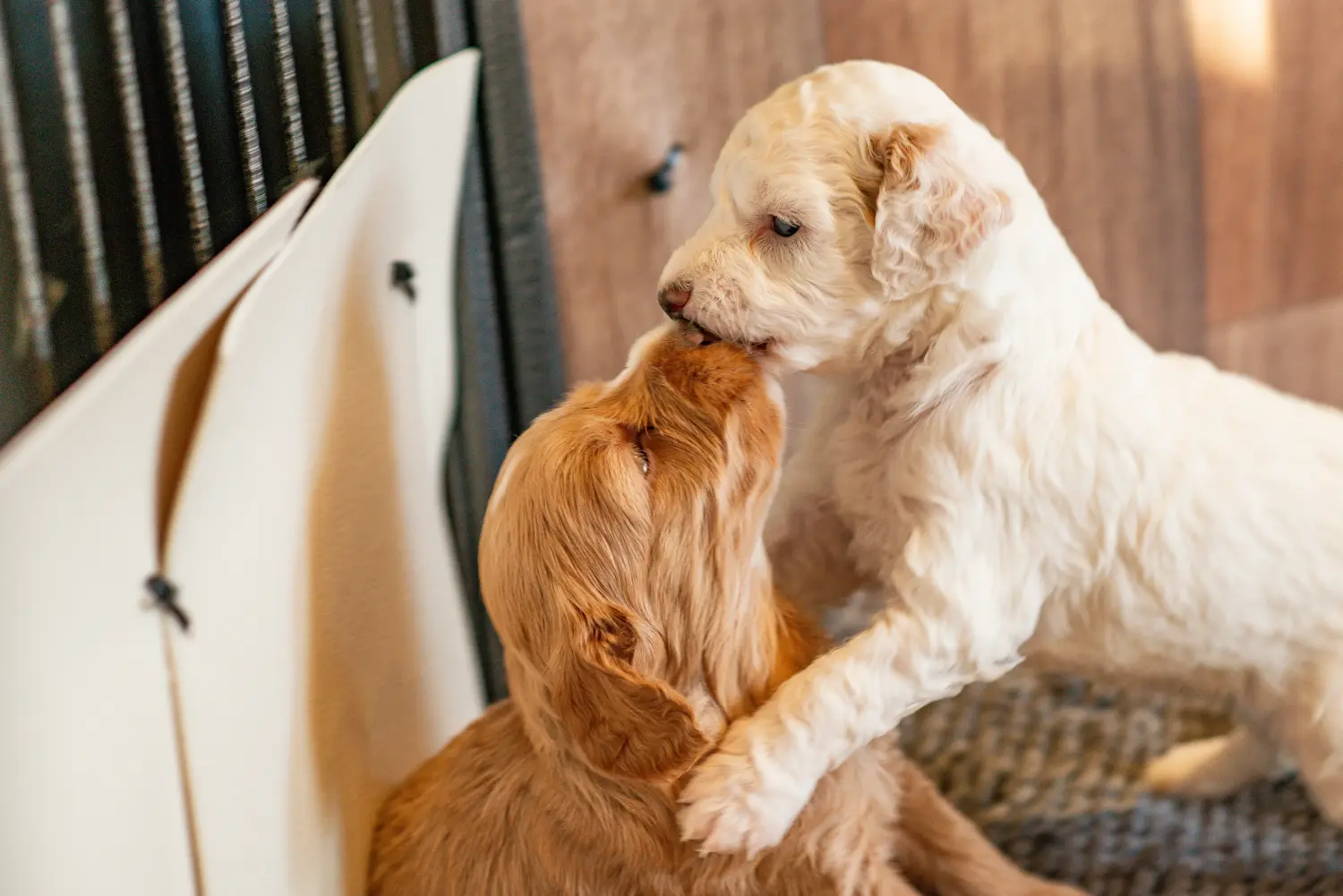 Cockapoo kölyökkutya vásárlása felelősségvállalást jelent! Cockapoo kiskutyák vásárlása.