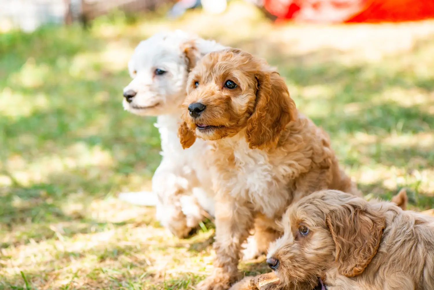 Cockapoo kölyökkutya vásárlása felelősségvállalást jelent! Cockapoo kiskutyák vásárlása.