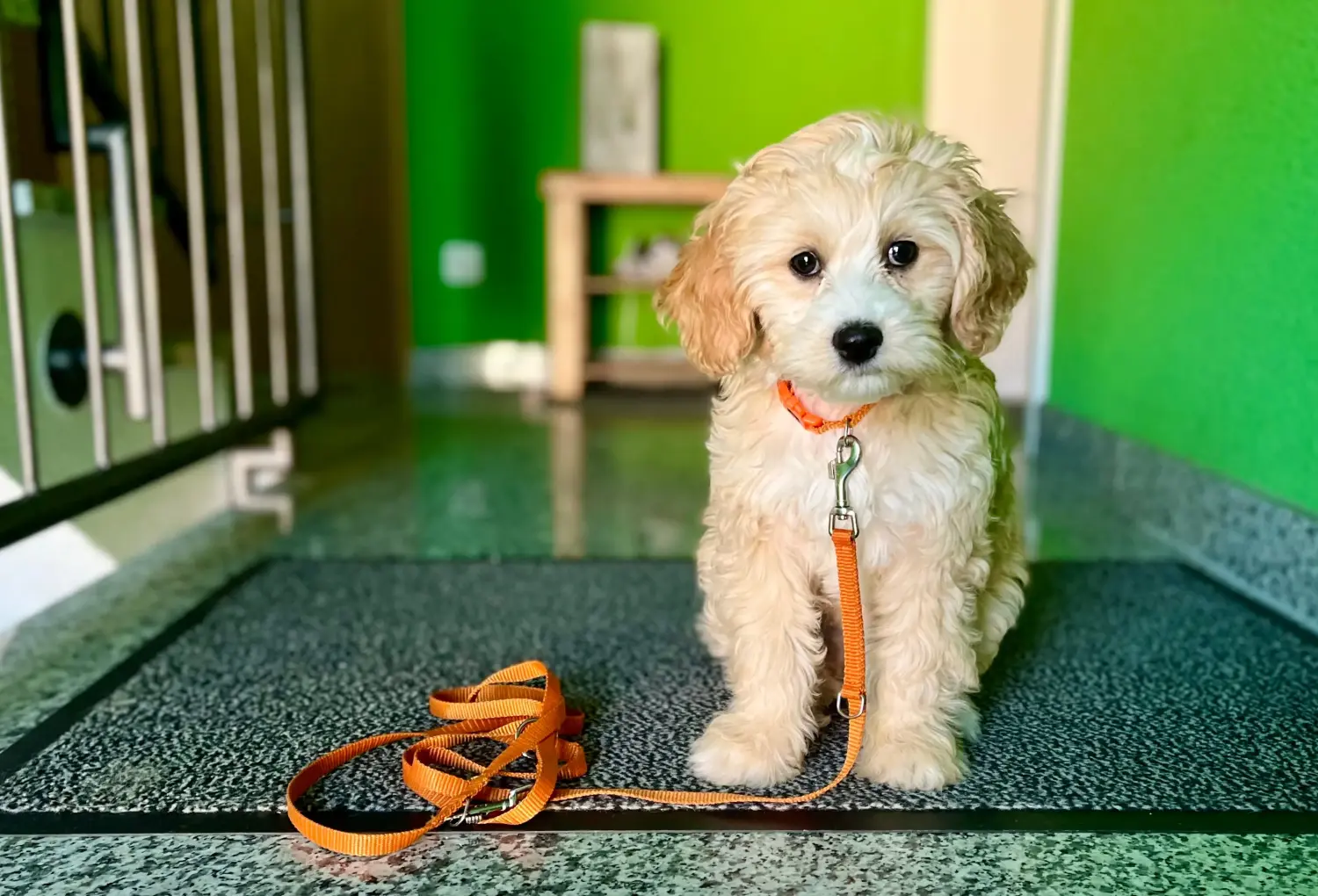 Cockapoo kölyökkutya vásárlása felelősségvállalást jelent! Cockapoo kiskutyák vásárlása.