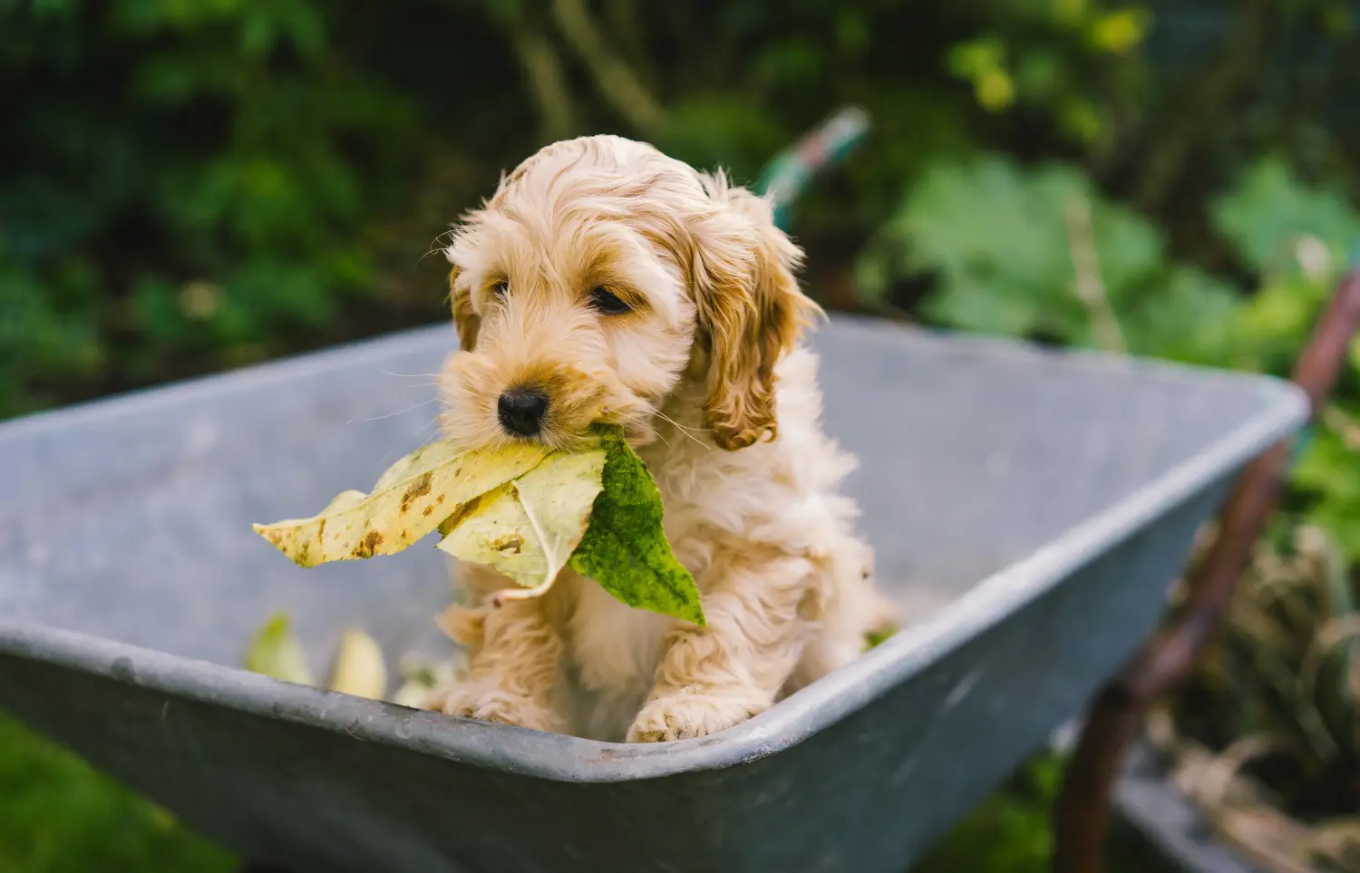 Cockapoo kölyökkutya vásárlása felelősségvállalást jelent! Cockapoo kiskutyák vásárlása.