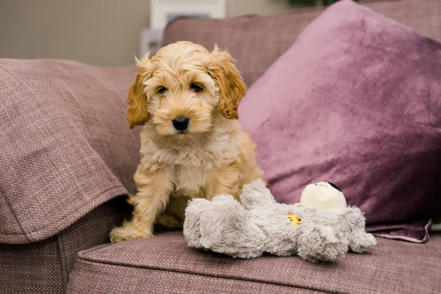 Cockapoo kölyökkutya vásárlása felelősségvállalást jelent! Cockapoo kiskutyák vásárlása.
