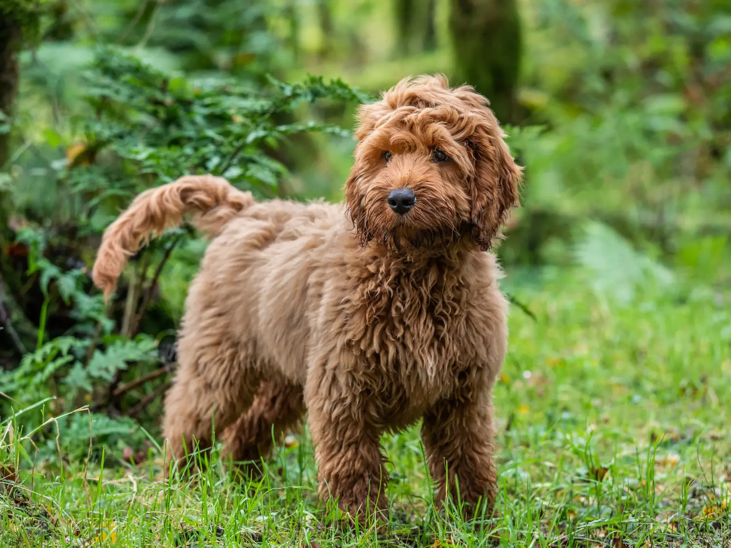Cockapoo kölyökkutya vásárlása felelősségvállalást jelent! Cockapoo kiskutyák vásárlása.