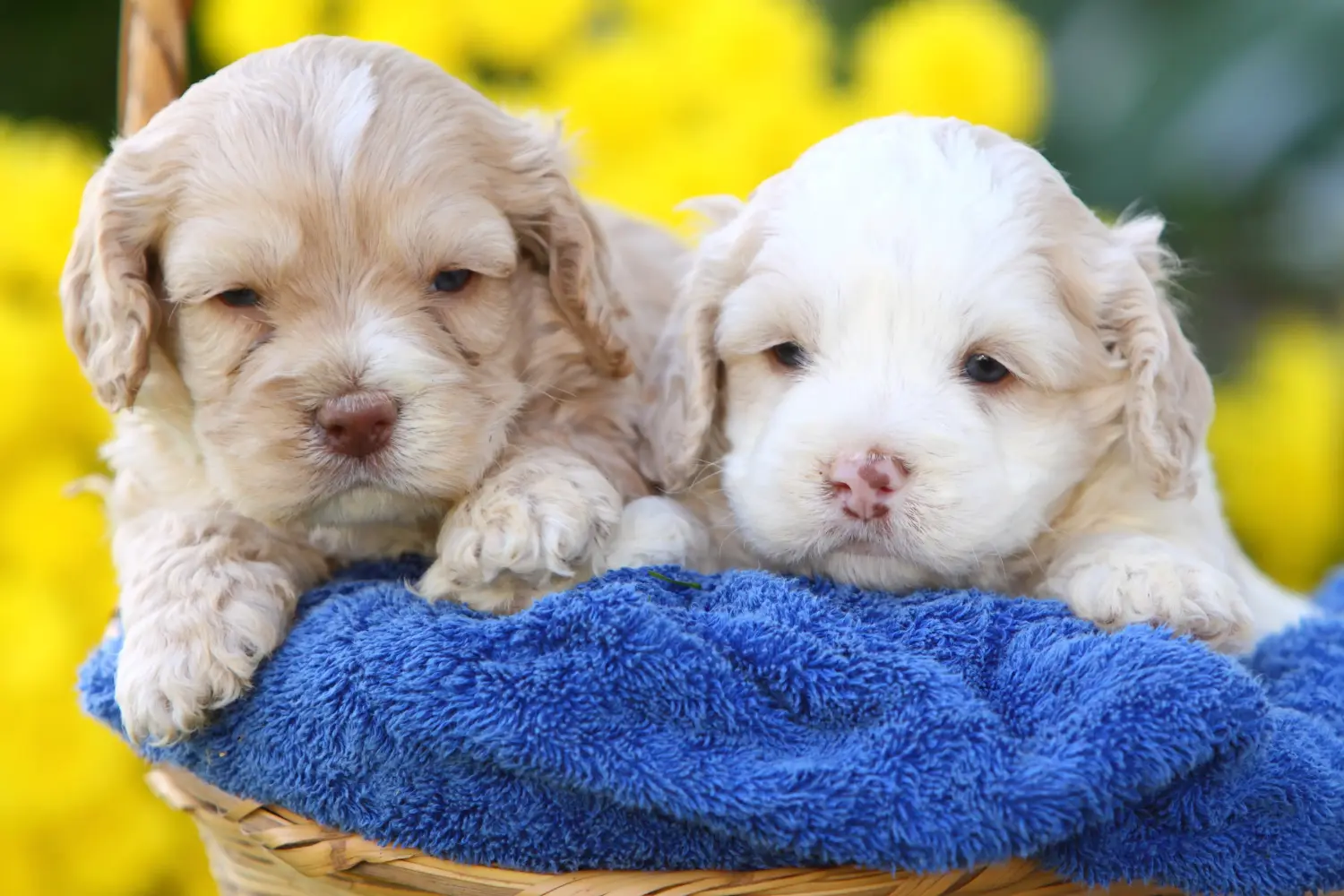 Cockapoo kölyökkutya vásárlása felelősségvállalást jelent! Cockapoo kiskutyák vásárlása.