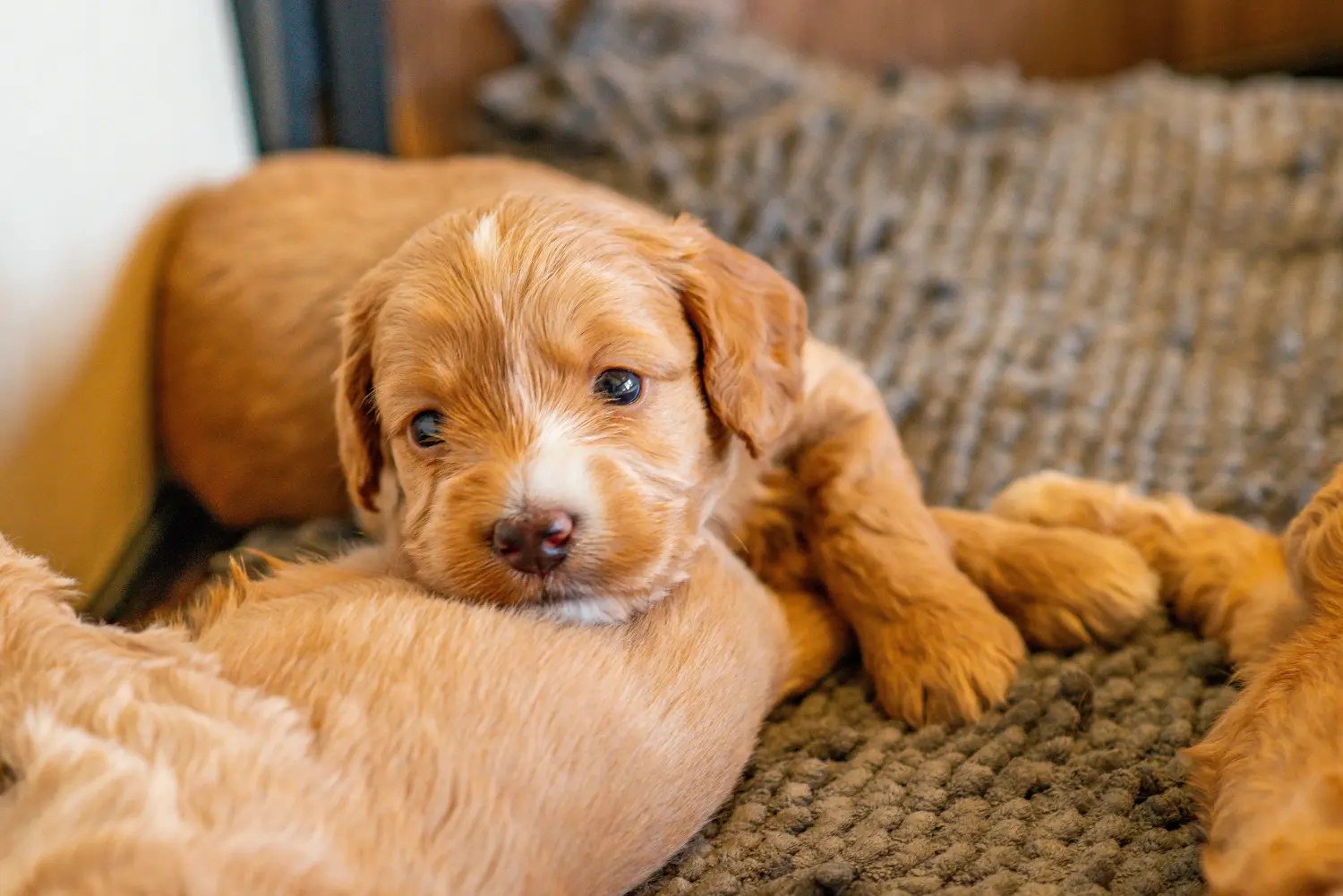 Cockapoo kölyökkutya vásárlása felelősségvállalást jelent! Cockapoo kiskutyák vásárlása.