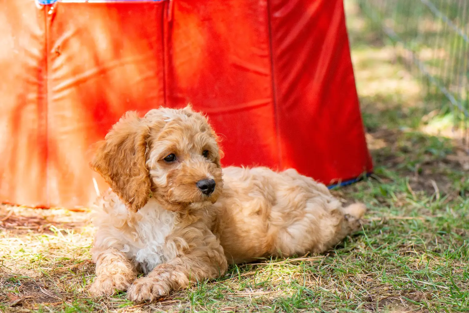 Cockapoo kölyökkutya vásárlása felelősségvállalást jelent! Cockapoo kiskutyák vásárlása.