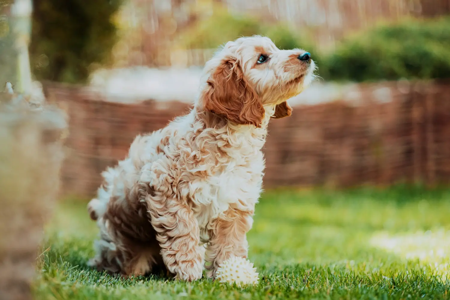 Cockapoo kölyökkutya vásárlása felelősségvállalást jelent! Cockapoo kiskutyák vásárlása.
